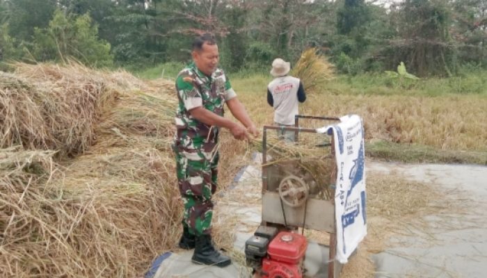 Babinsa Koramil Cinangka Aktif Dampingi Petani, Panen Padi dan Pembersihan Gulma Jadi Fokus Bintahwil