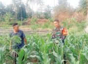Babinsa Koramil 2301/Cilegon Dorong Ketahanan Pangan Lewat Pendampingan Pertanian dan Perikanan