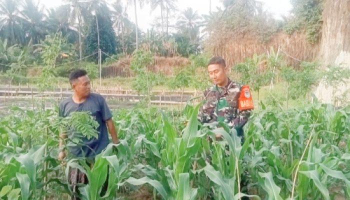 Babinsa Koramil 2301/Cilegon Dorong Ketahanan Pangan Lewat Pendampingan Pertanian dan Perikanan