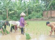 Babinsa Koramil 2302/Bojonegara Aktif Dampingi Petani, Dukung Ketahanan Pangan di Bojonegara