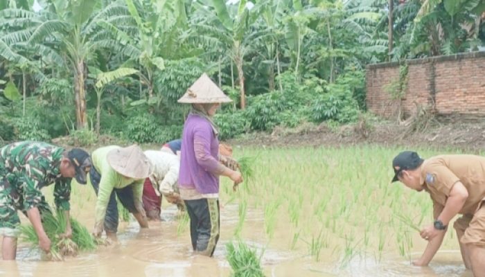 Babinsa Koramil 2302/Bojonegara Aktif Dampingi Petani, Dukung Ketahanan Pangan di Bojonegara