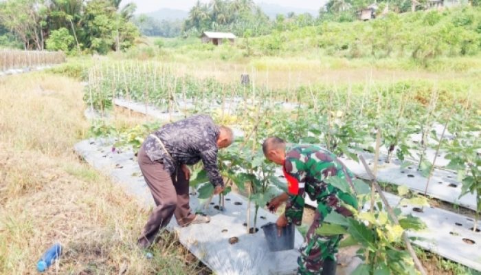 Babinsa Mancak Aktif Dampingi Pemeliharaan Ketapang, Wujudkan Lingkungan Desa Lebih Hijau