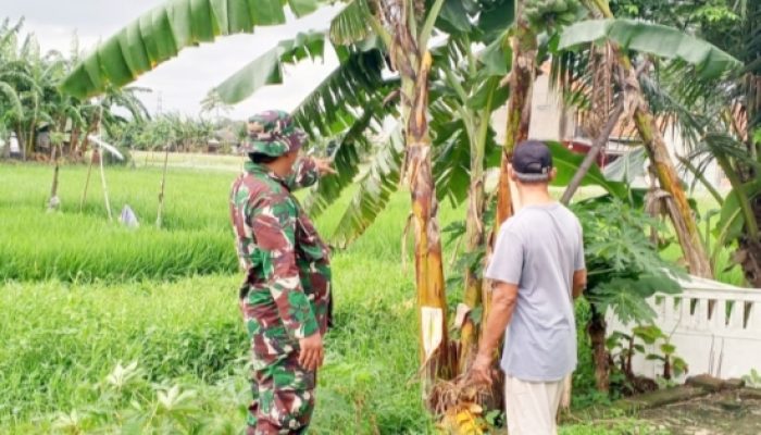 Babinsa Pulomerak Perkuat Ketahanan Wilayah lewat Pelatihan PBB dan Pendampingan Hanpangan