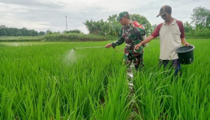 Babinsa Koramil Anyar Aktif Dampingi Budidaya Lele dan Perawatan Padi Warga