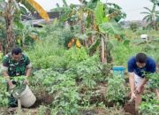 Babinsa Koramil 2305/Cinangka Dukung Ketahanan Pangan Lewat Pemupukan Cabai dan Panen Padi