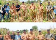 BUMDes Cikoneng Mulai Panen Jagung Perdana, Ditargetkan Kembangkan hingga 15 Hektar
