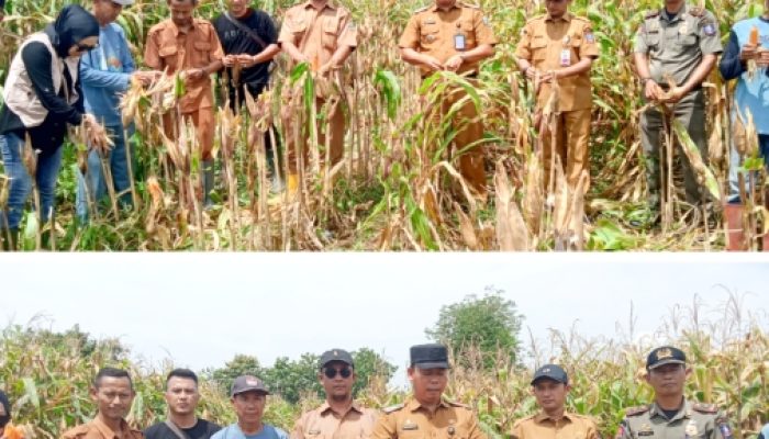BUMDes Cikoneng Mulai Panen Jagung Perdana, Ditargetkan Kembangkan hingga 15 Hektar