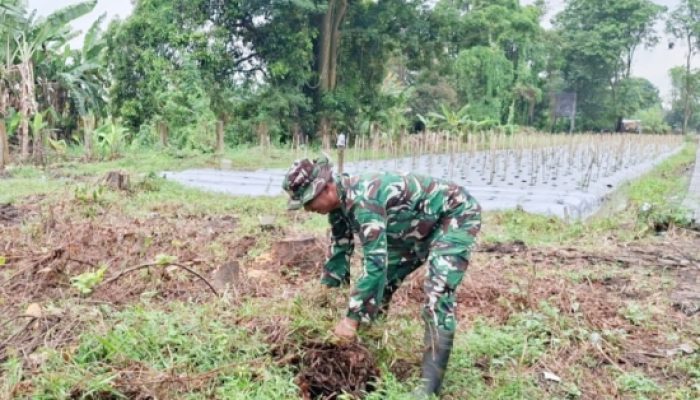 Babinsa Koramil 2305/Cinangka Giat Karbak, Bersihkan Kebun dan Lingkungan Warga