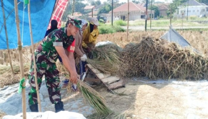 Babinsa Koramil 2306/Mancak Aktif Bintahwil, Beri Wawasan Kebangsaan hingga Bantu Warga Panen Padi