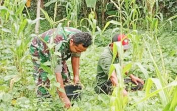 Babinsa Koramil 2305/Cinangka Gencarkan Bintahwil, Dukung Ketahanan Pangan di Wilayah Binaan