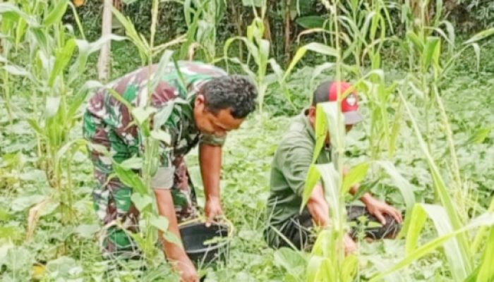 Babinsa Koramil 2305/Cinangka Gencarkan Bintahwil, Dukung Ketahanan Pangan di Wilayah Binaan