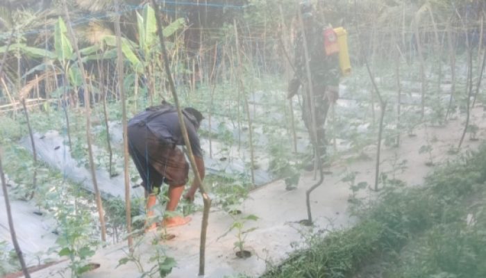 Babinsa Koramil 2306/Mancak Gencarkan Bintahwil, Latih PBB Pramuka dan Perkuat Ketahanan Pangan di Mancak