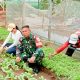Babinsa Koramil 2301/Cilegon Perkuat Ketahanan Pangan Lewat Bintahwil Bersama Kelompok Tani