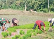 Babinsa Koramil 2306/Mancak Aktif Dampingi Warga Wujudkan Ketahanan Pangan di Wilayah Binaan