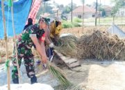 Babinsa Koramil 2306/Mancak Aktif Bintahwil, Beri Wawasan Kebangsaan ke Siswa dan Bantu Warga Panen Padi