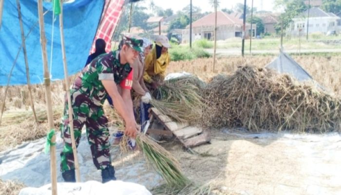 Babinsa Koramil 2306/Mancak Aktif Bintahwil, Beri Wawasan Kebangsaan ke Siswa dan Bantu Warga Panen Padi