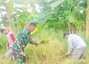 Babinsa Koramil 2302/Bojonegara Dampingi Petani Tingkatkan Produksi Padi dan Kacang Tanah