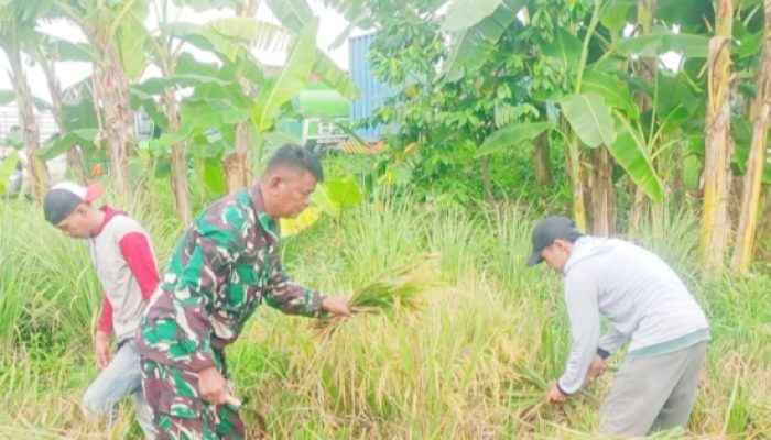 Babinsa Koramil 2302/Bojonegara Dampingi Petani Tingkatkan Produksi Padi dan Kacang Tanah