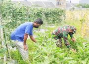 Babinsa Koramil 2306/Mancak Dampingi Petani, Perkuat Ketahanan Pangan di Wilayah Binaan