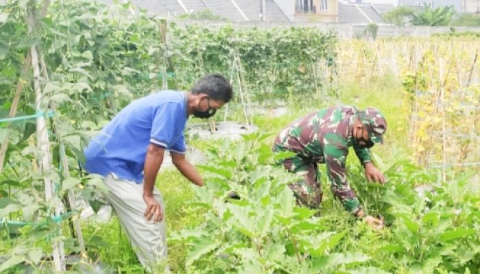 Babinsa Koramil 2306/Mancak Dampingi Petani, Perkuat Ketahanan Pangan di Wilayah Binaan