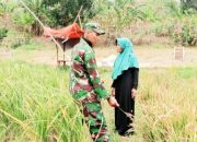 Babinsa Koramil 2304/Anyar Tingkatkan Kamtibmas dan Dukung Perawatan Tanaman Padi Melalui Bintahwil