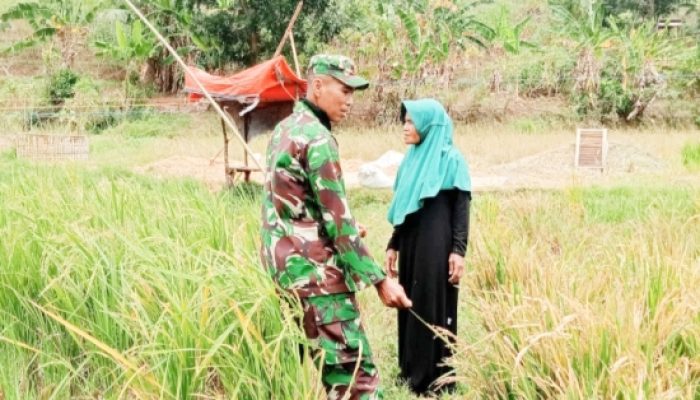 Babinsa Koramil 2304/Anyar Tingkatkan Kamtibmas dan Dukung Perawatan Tanaman Padi Melalui Bintahwil