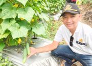 Panen Pertama Menanam Ketimun Lebih Memuaskan, Hasilnya Tidak Diragukan, Ini Kata Eris Kades Carenang Cisoka