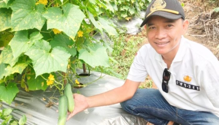 Panen Pertama Menanam Ketimun Lebih Memuaskan, Hasilnya Tidak Diragukan, Ini Kata Eris Kades Carenang Cisoka