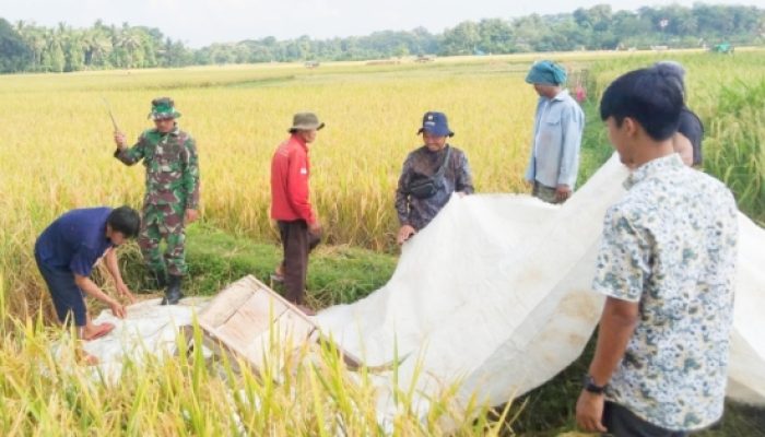 Babinsa Koramil 2304/Anyar Intensifkan Bintahwil melalui Koordinasi Program dan Pendampingan Panen Padi