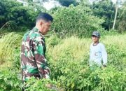 Babinsa Koramil 2305/Cinangka Aktif Dampingi Petani Cabai dan Padi di Wilayah Binaan