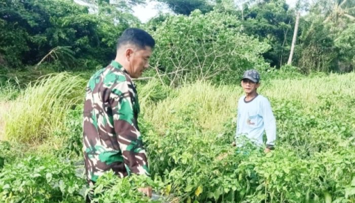 Babinsa Koramil 2305/Cinangka Aktif Dampingi Petani Cabai dan Padi di Wilayah Binaan