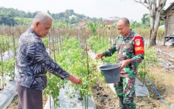 Babinsa Koramil 2306/Mancak Aktif Dampingi Warga, Perkuat Ketahanan Pangan di Wilayah Binaan