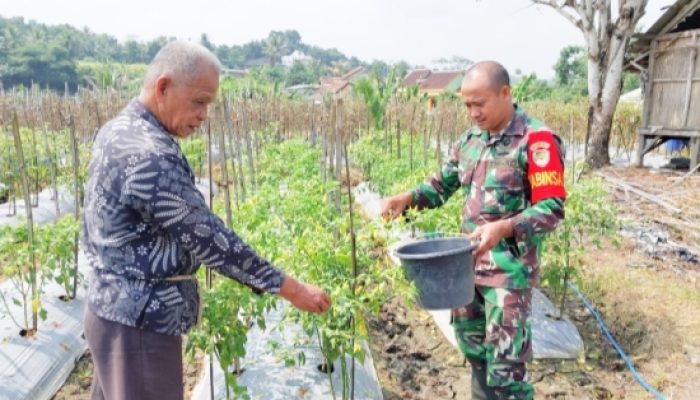 Babinsa Koramil 2306/Mancak Aktif Dampingi Warga, Perkuat Ketahanan Pangan di Wilayah Binaan
