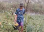 Kisah Petani Sayuran di Lereng Merapi: Penghasilan Melonjak Berkat Program MBG