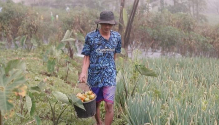 Kisah Petani Sayuran di Lereng Merapi: Penghasilan Melonjak Berkat Program MBG