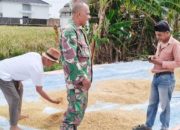 Babinsa Koramil 2301/Cilegon Laksanakan Bintahwil Distribusi MBG dan Pengawasan Panen Padi
