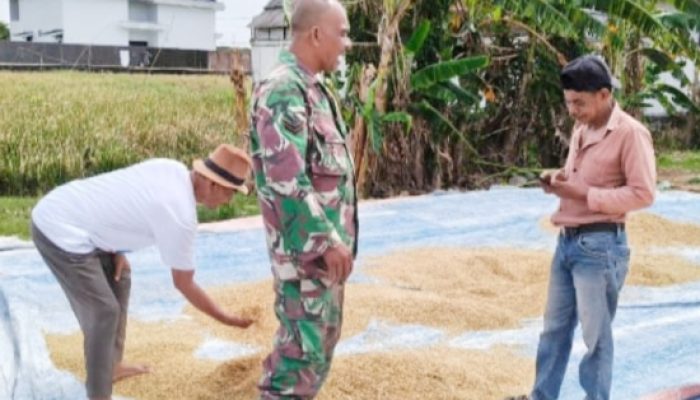 Babinsa Koramil 2301/Cilegon Laksanakan Bintahwil Distribusi MBG dan Pengawasan Panen Padi