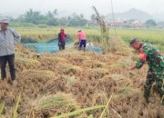 Babinsa Koramil 2302/Bojonegara Dampingi Petani Tingkatkan Hasil Pertanian di Wilayah Binaan
