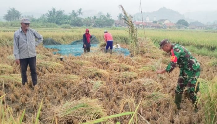 Babinsa Koramil 2302/Bojonegara Dampingi Petani Tingkatkan Hasil Pertanian di Wilayah Binaan