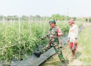 Babinsa Koramil 2301/Cilegon Dampingi Petani, Dorong Produktivitas Pertanian di Wilayah Binaan