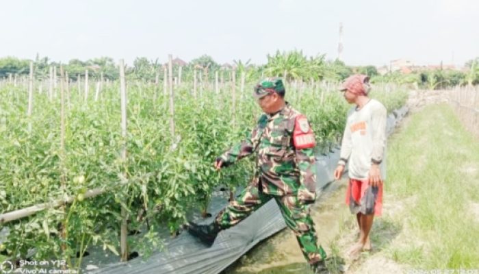 Babinsa Koramil 2301/Cilegon Dampingi Petani, Dorong Produktivitas Pertanian di Wilayah Binaan