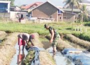 Babinsa Koramil 2302/Bojonegara Dampingi Petani Tingkatkan Hasil Padi dan Kacang Tanah