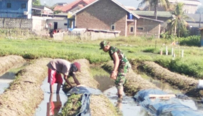 Babinsa Koramil 2302/Bojonegara Dampingi Petani Tingkatkan Hasil Padi dan Kacang Tanah