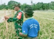 Babinsa Koramil 2303/Pulomerak Tingkatkan Disiplin Generasi Muda dan Dukung Ketahanan Pangan Wilayah