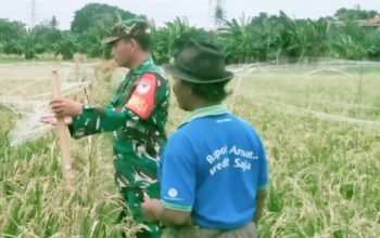Babinsa Koramil 2303/Pulomerak Tingkatkan Disiplin Generasi Muda dan Dukung Ketahanan Pangan Wilayah