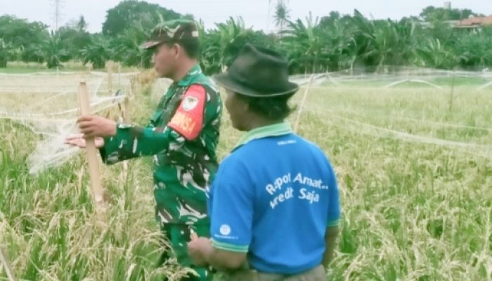 Babinsa Koramil 2303/Pulomerak Tingkatkan Disiplin Generasi Muda dan Dukung Ketahanan Pangan Wilayah