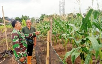 Babinsa Koramil 2305/Cinangka Laksanakan Bintahwil, Dampingi Petani Jagung dan Latih PBB Saka Wira Pramuka