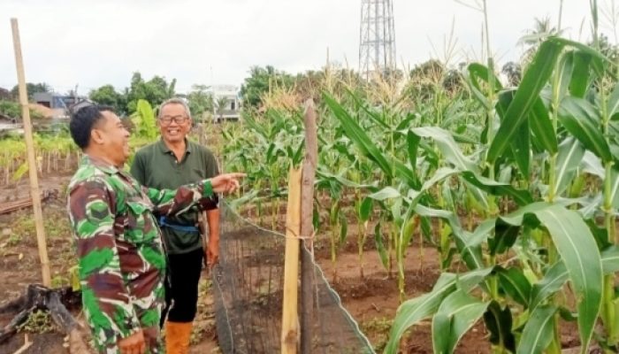 Babinsa Koramil 2305/Cinangka Laksanakan Bintahwil, Dampingi Petani Jagung dan Latih PBB Saka Wira Pramuka