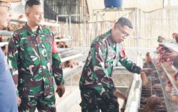 Babinsa Koramil 2301/Cilegon Bersama Dinas Peternakan Kembangkan Budidaya Ayam Petelur di Panggung Rawi