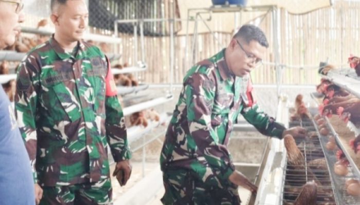 Babinsa Koramil 2301/Cilegon Bersama Dinas Peternakan Kembangkan Budidaya Ayam Petelur di Panggung Rawi